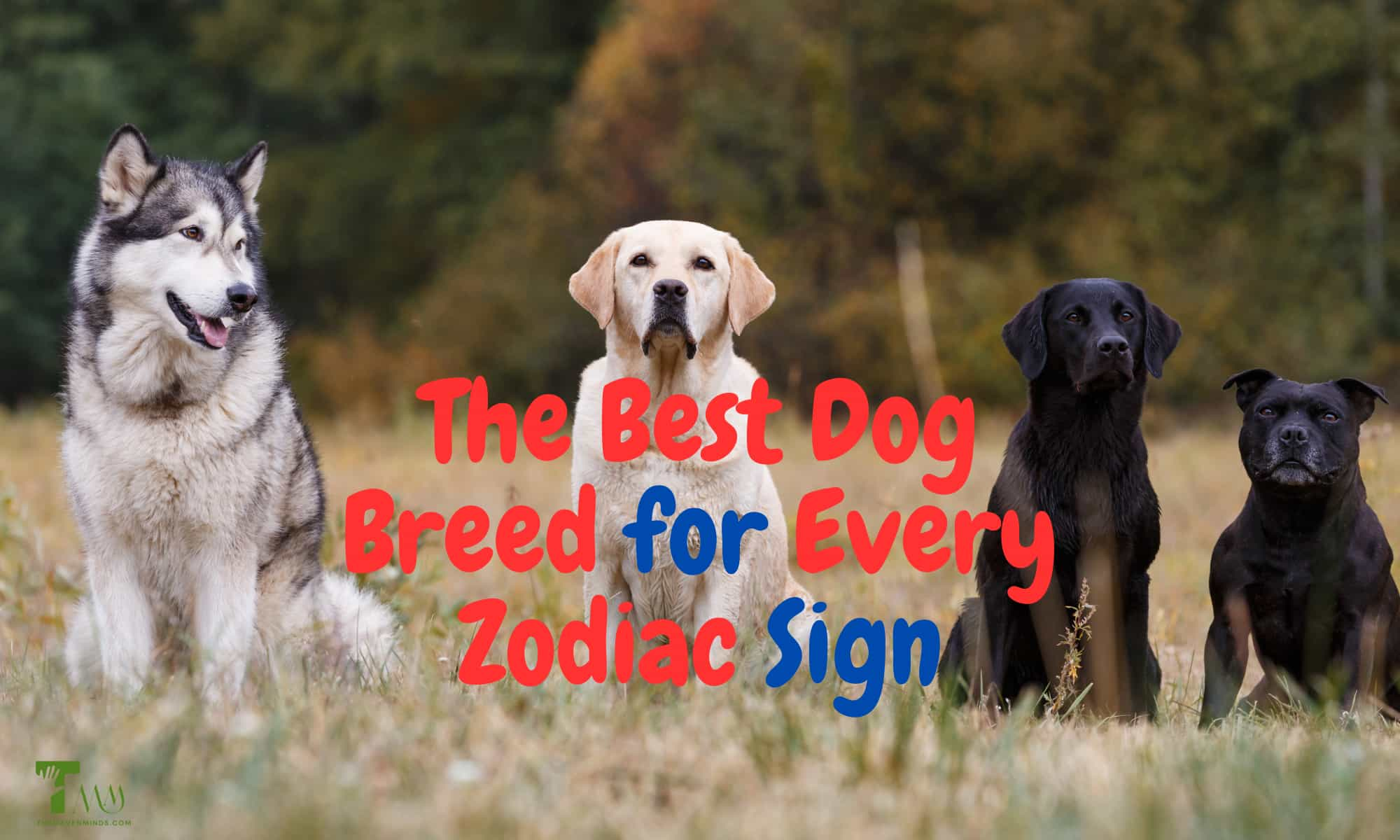 unveiling-the-ideal-dog-breeds-for-your-zodiac-sign