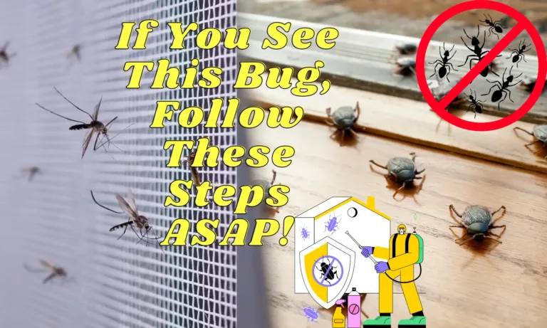 If You See This Bug, Follow These Steps ASAP!