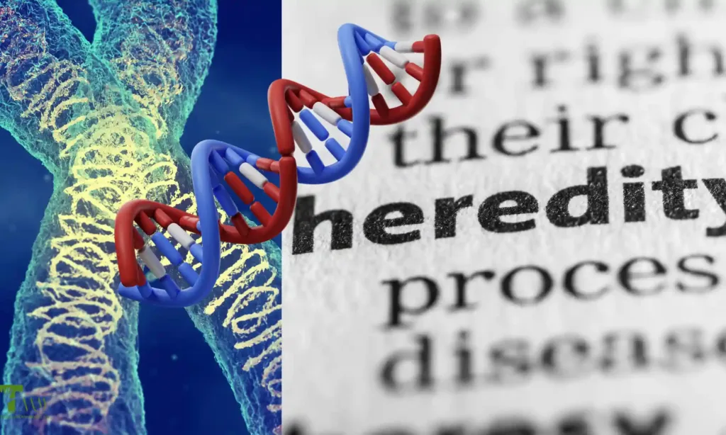 HOW HEREDITY AND PERSONAL HEALTH ARE RELATED
